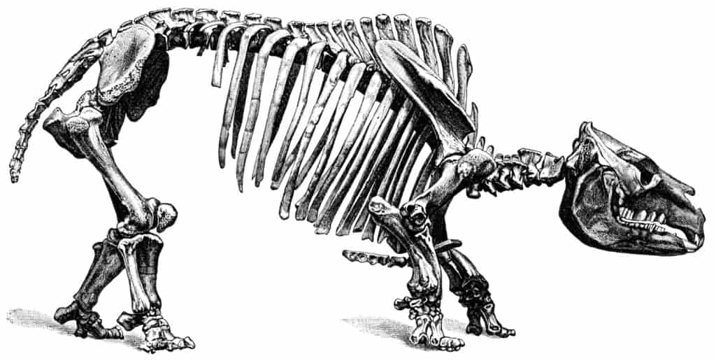 toxodon platensis