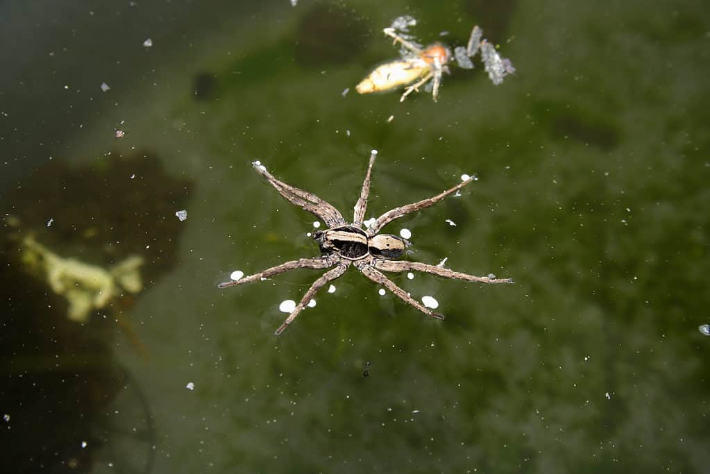 Il ragno pescatore può percepire le vibrazioni nell'acqua
