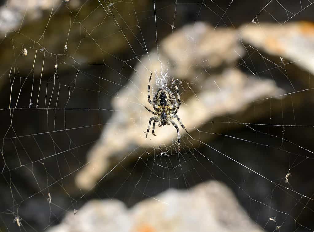 Granaio Spider su un Web