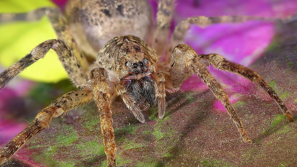 Ragno cacciatore, ragno granchio gigante o ragno di canna, Heteropoda venatoria (Sparassidae)