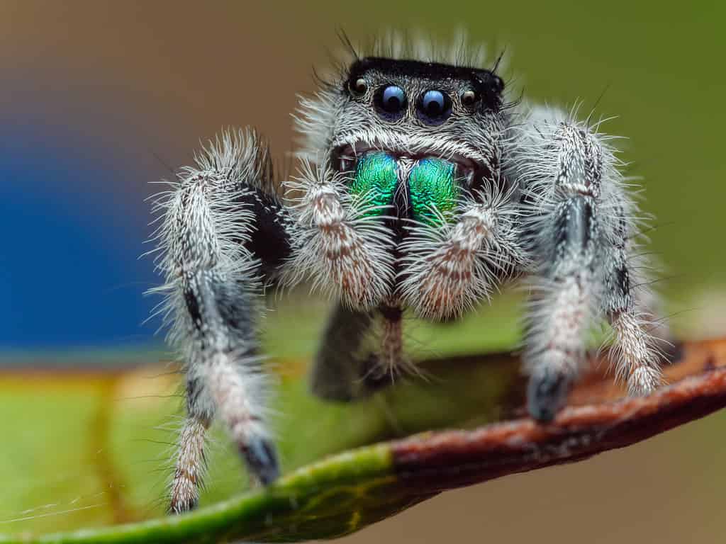 Phidippus regius, ragno saltatore regale