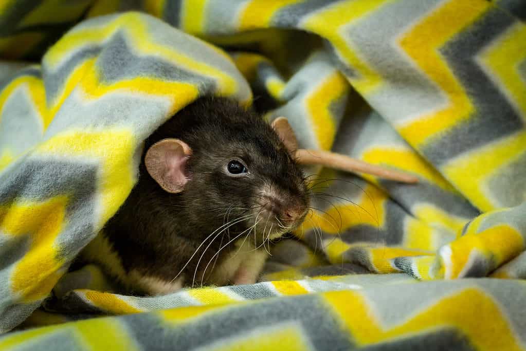 I ratti hanno una durata di vita di 2-3 anni