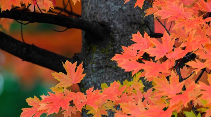 Redpointe Maple vs Autumn Blaze Maple Tree: qual è la differenza?
