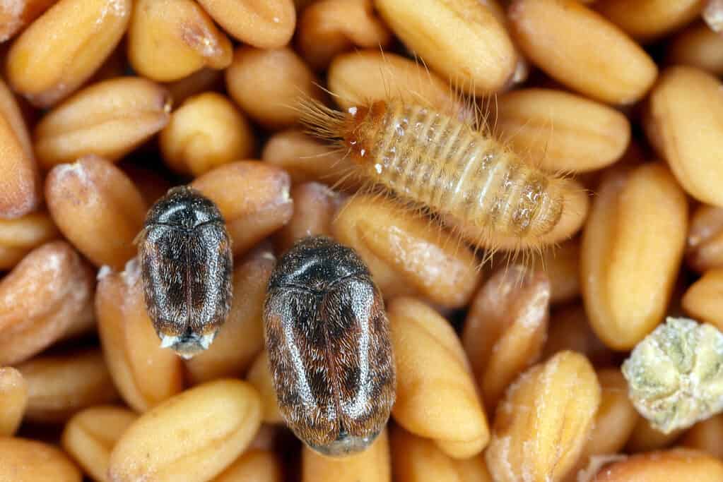 Scarabeo Khapra adulto e larve sui semi