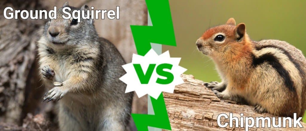 scoiattolo di terra vs scoiattolo
