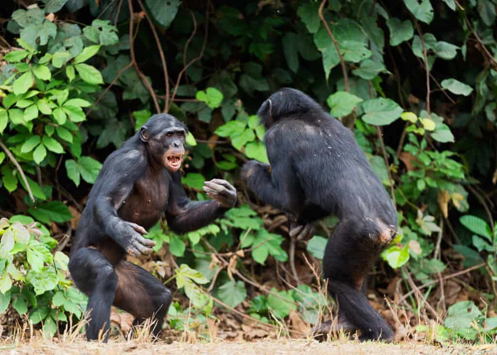 gli scimpanzé combattono