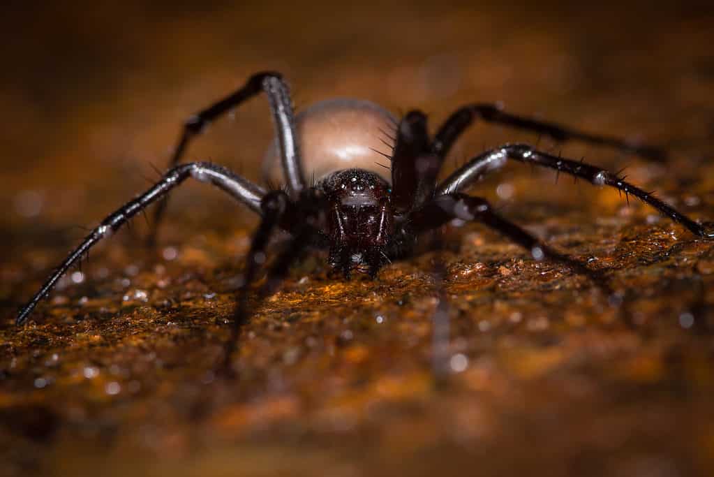 Ragno europeo delle caverne (Meta menardi)