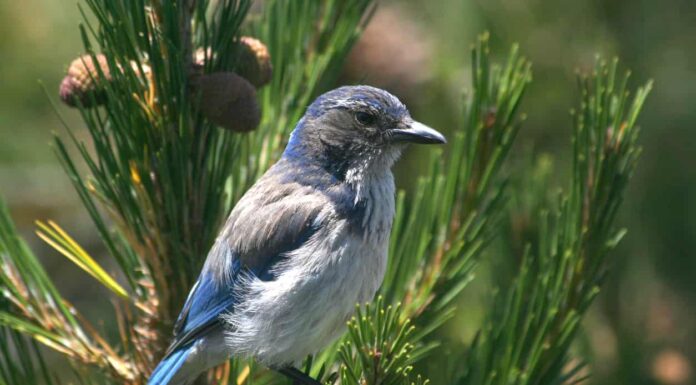 Scopri 10 uccelli blu in California
