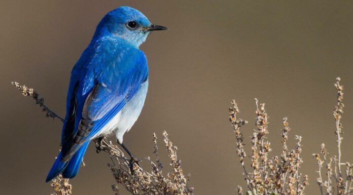 Scopri 12 uccelli blu in Texas
