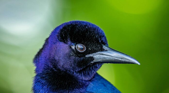 Scopri 12 uccelli blu nel Michigan
