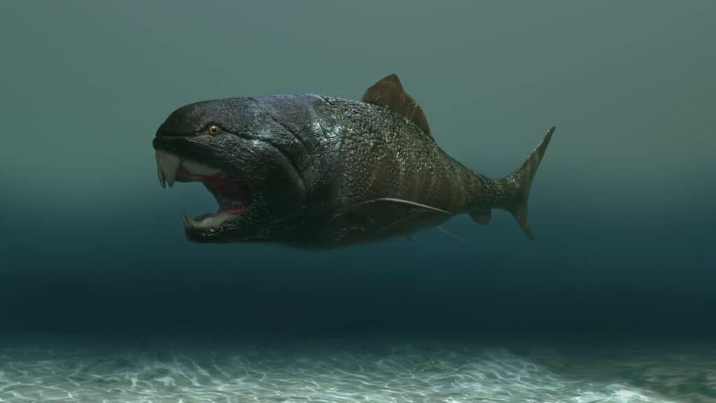 Oscur Osteus