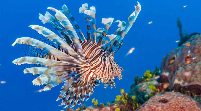 Scopri 7 pesci spettacolari trovati alle Bahamas
