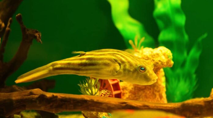 Freshwater Puffer - Fahaka Pufferfish