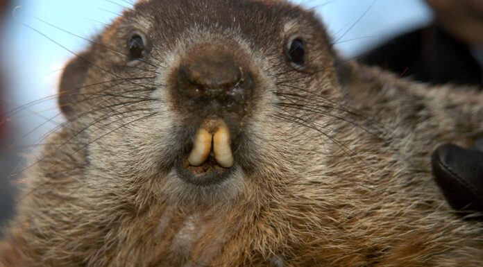 Scopri Groundhog Day 2023: data in arrivo, risultati passati e previsioni!
