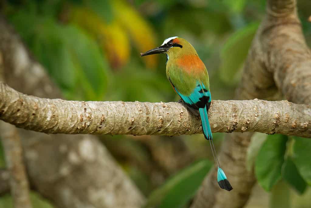 Motmot dalle sopracciglia turchesi - Eumomota superciliosa anche Torogoz, colorato uccello tropicale Momotidae dalla lunga coda, America centrale dal sud-est del Messico al Costa Rica.  Uccello colorato sul ramo.