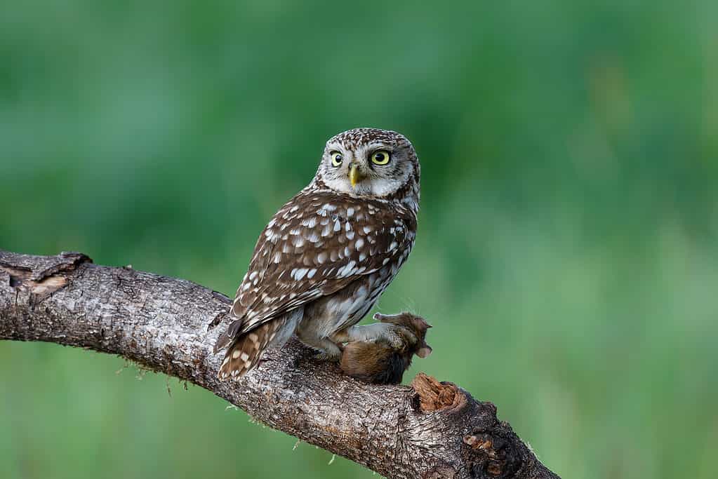 La civetta (Athene noctua) è stata utilizzata in tutta la storia della Grecia