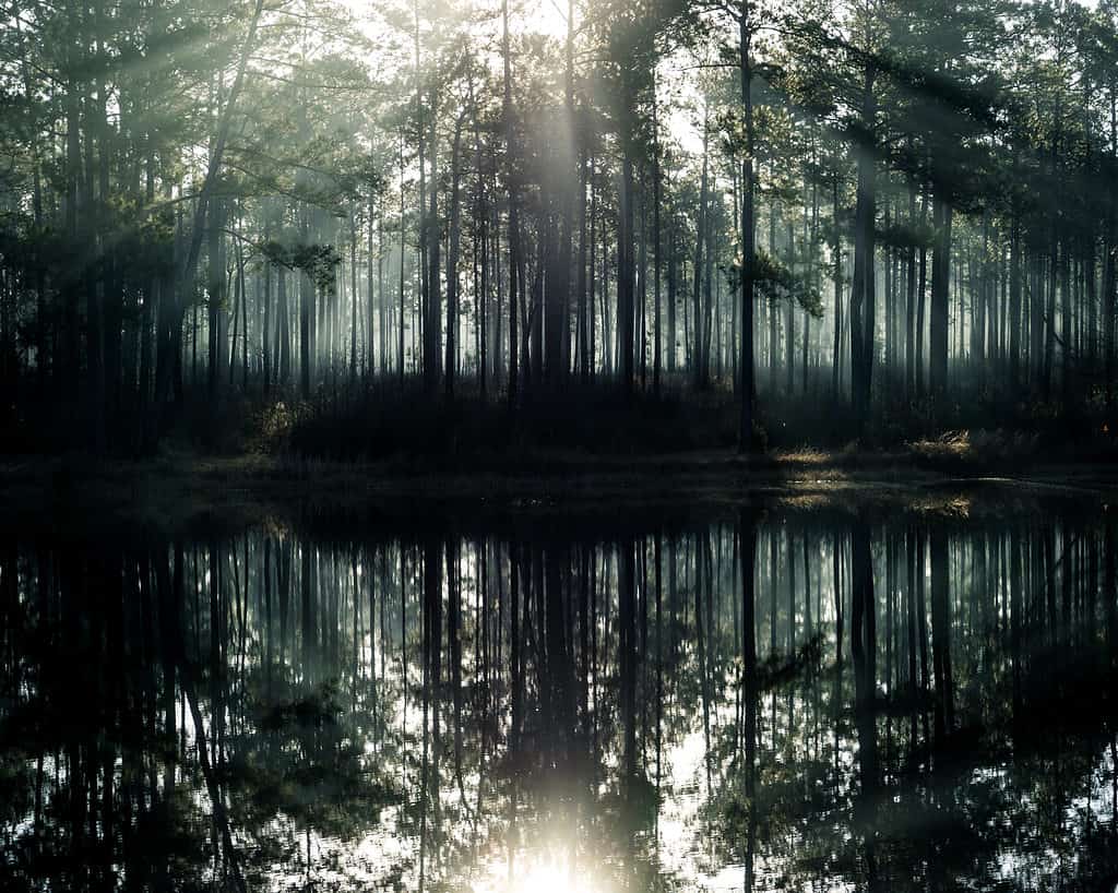 Foresta nazionale di De Soto, Mississippi