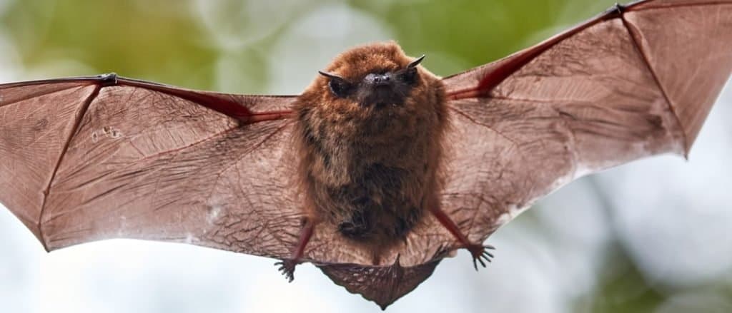 Piccolo pipistrello marrone che vola nella foresta.