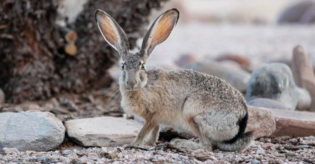 jackrabbit seduto vicino ad un albero