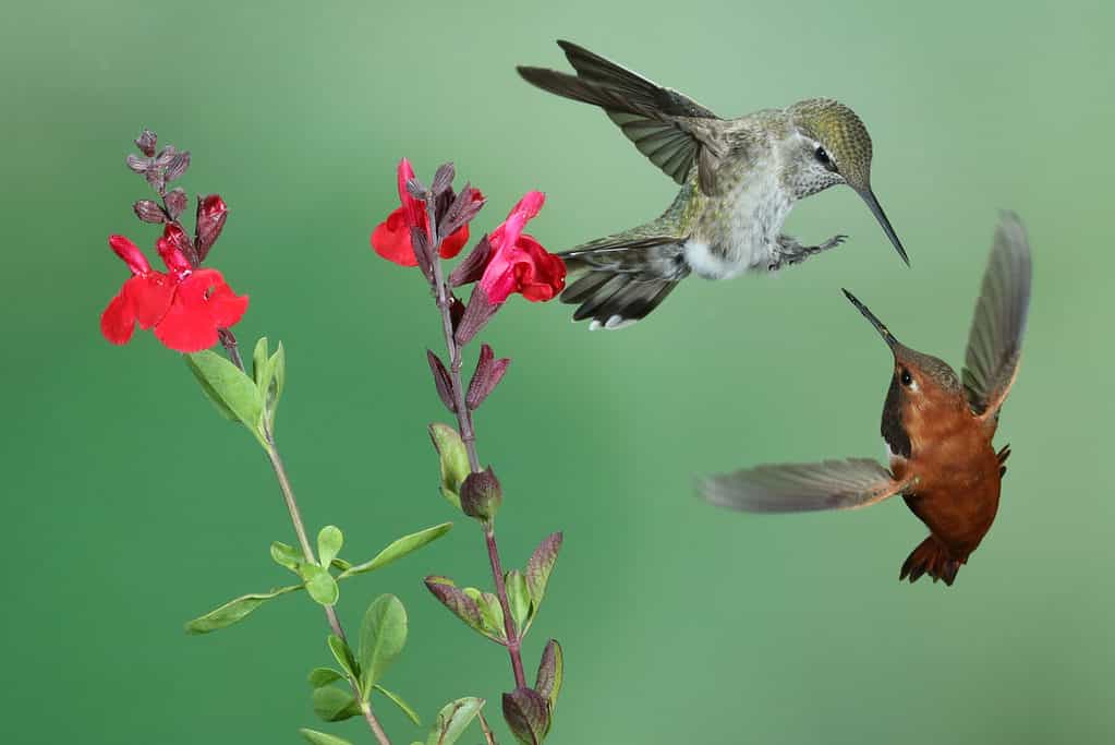 Due colibrì di Anna, un maschio (verde colorato e oro) e una femmina (marrone) uno di fronte all'altro, librati in aria vicino a un fiore rosso.