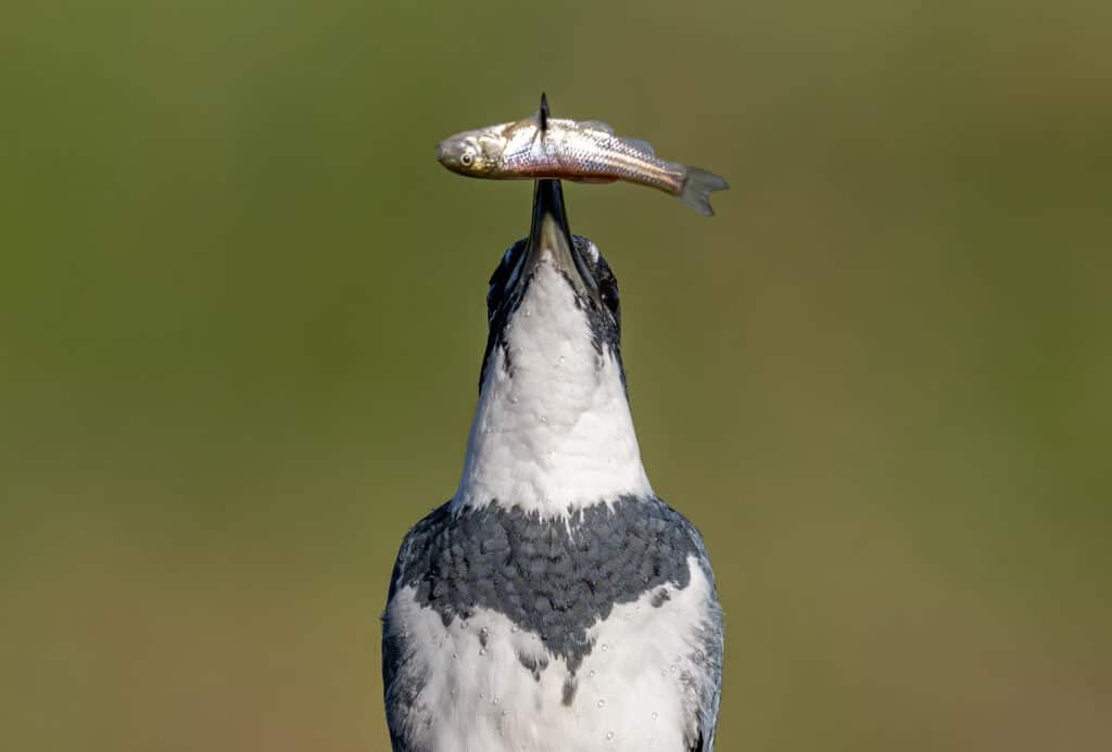 martin pescatore con cintura che trafigge un piccolo pesce