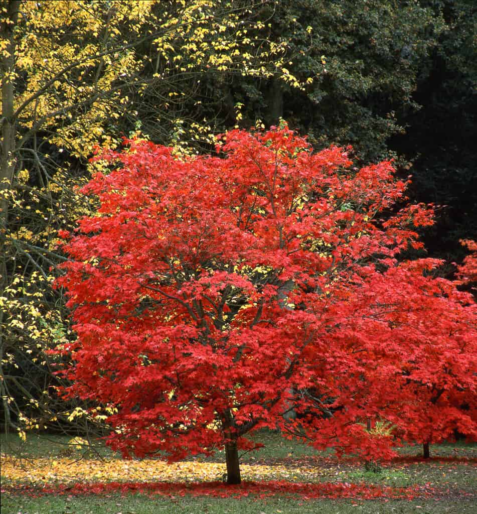 Foglie rosse di acero giapponese Acer palmatum