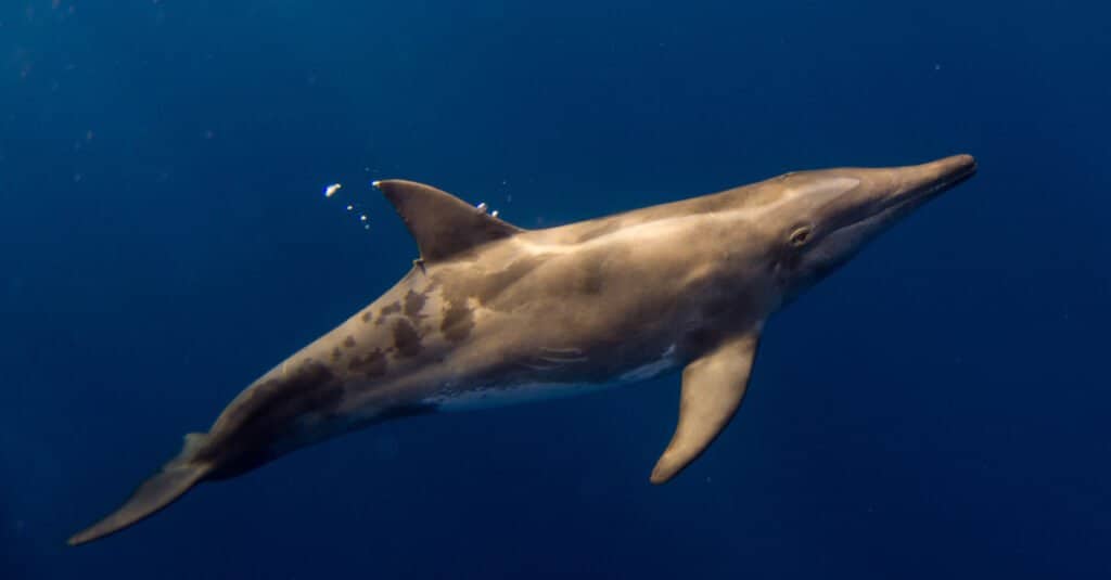 Il delfino più grande è il delfino dai denti ruvidi 