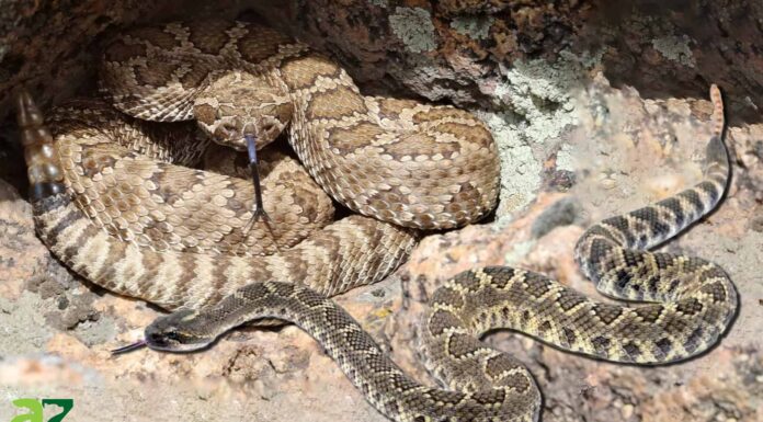 Scopri i 2 tipi di serpenti a sonagli in Oregon
