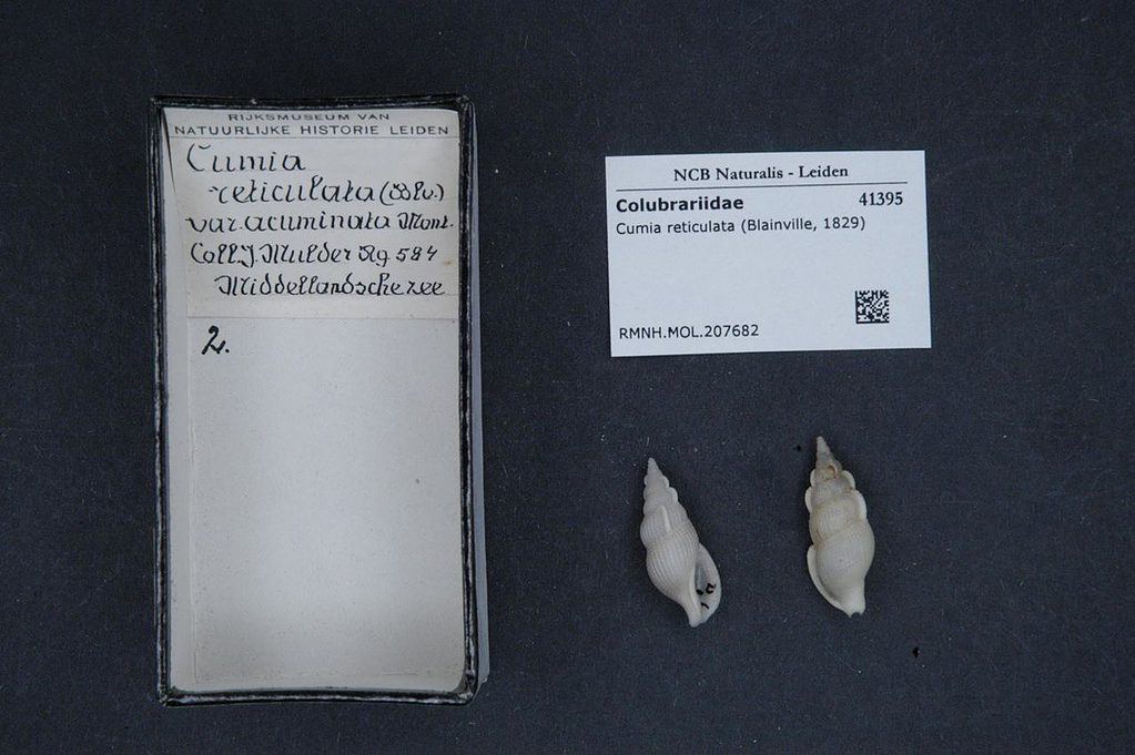 Natural Biodiversity Center - RMNH.MOL.207682 - Cumia reticulata (Blainville, 1829) - Colubrariidae - Conchiglia di mollusco