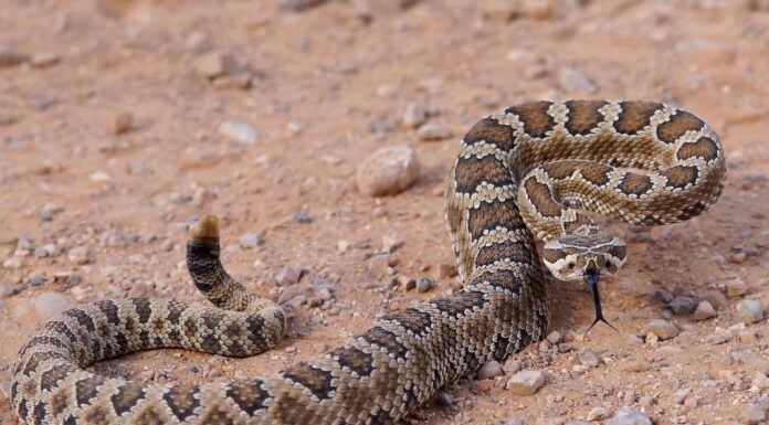 Scopri il Parco nazionale dei serpenti di Zion (uno è un serpente a sonagli velenoso)
