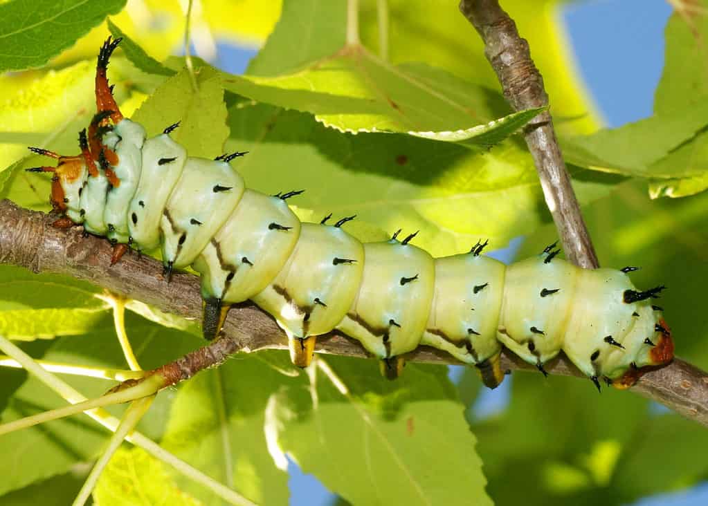 hickory cornuto diavolo nell'albero