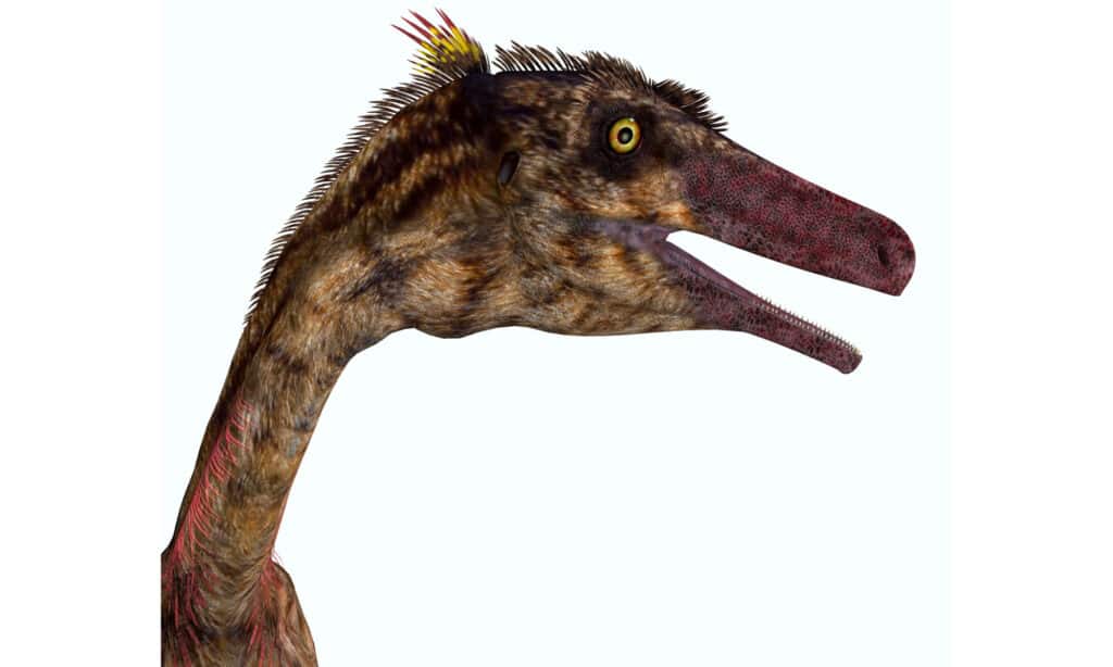 Testa di dinosauro Troodon su sfondo bianco