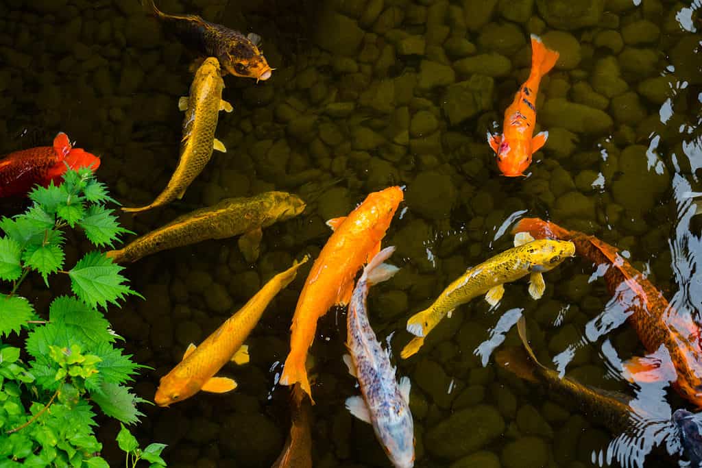 Uno spettacolare pesce Koi nel laghetto da giardino giapponese