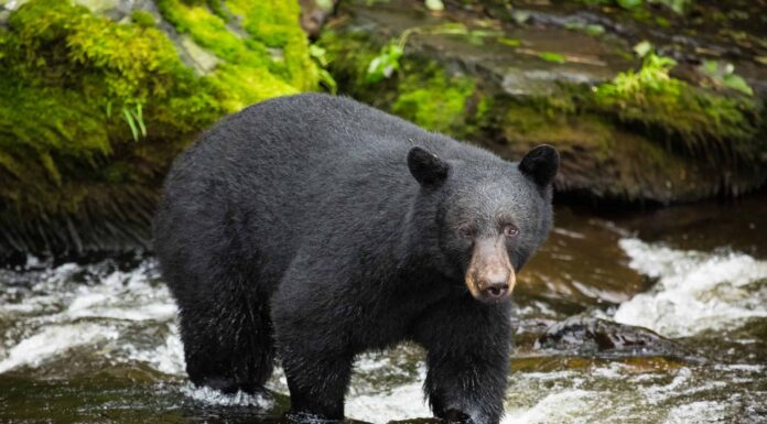Scopri il più grande orso nero mai catturato nel Maine
