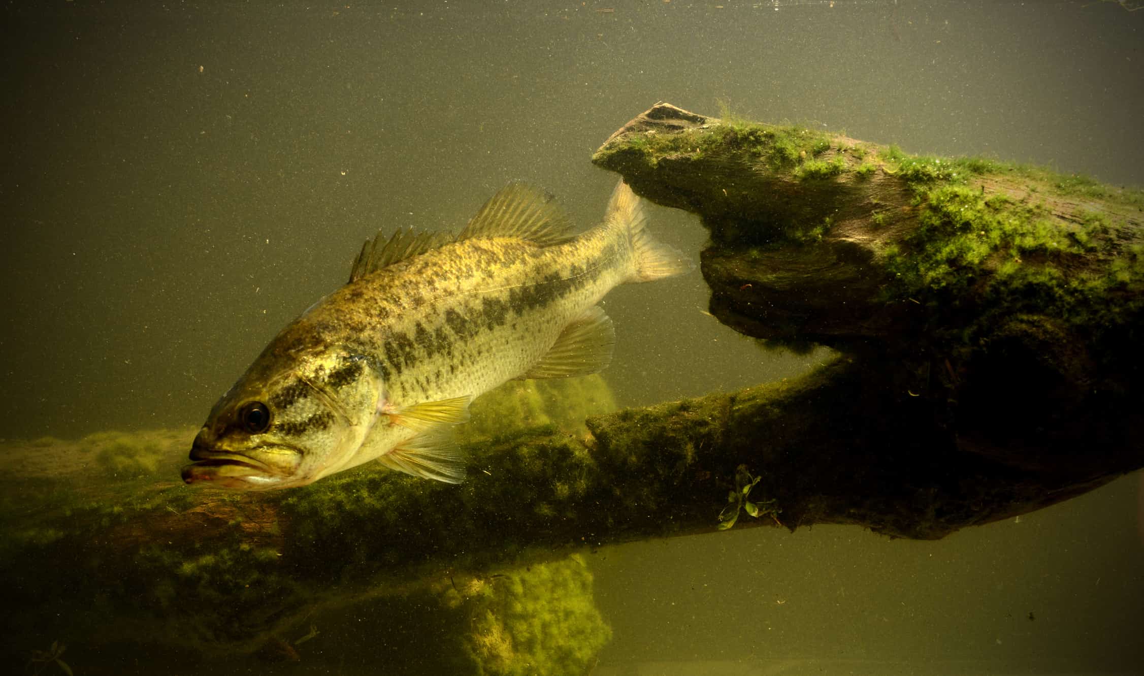 Persico trota sott'acqua nel lago.