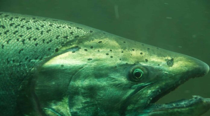 Scopri il più grande salmone reale mai catturato in Alaska
