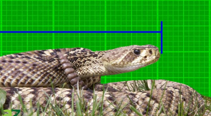 Scopri il più grande serpente a sonagli Diamondback orientale mai registrato!
