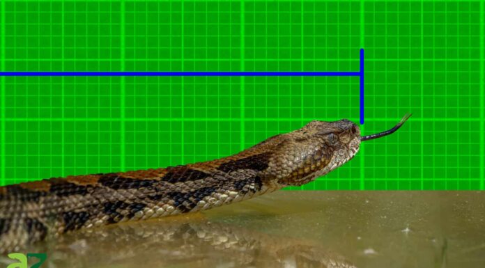 Scopri il serpente a sonagli di legno più grande mai registrato!
