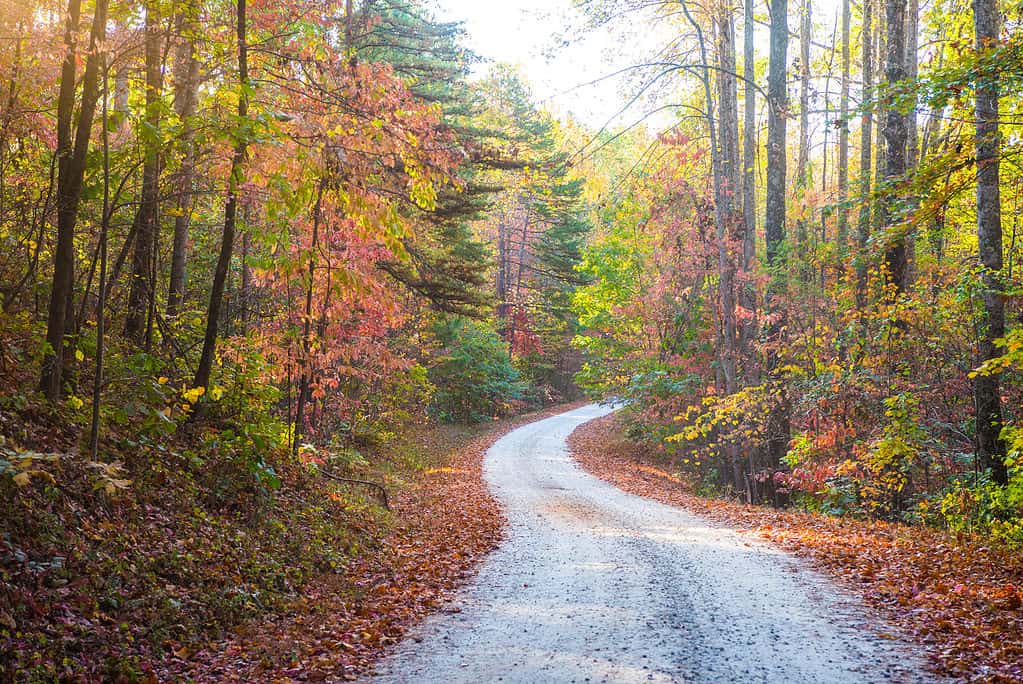 Foresta nazionale di Sumter