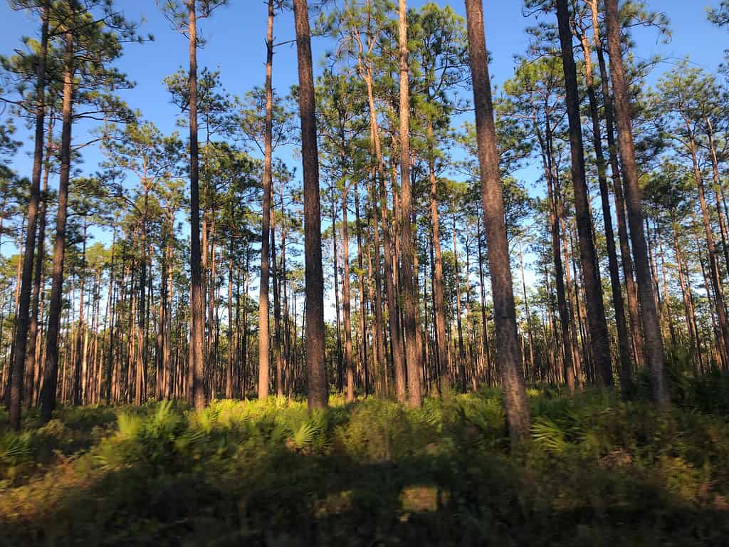 Foresta nazionale di Apalachicola