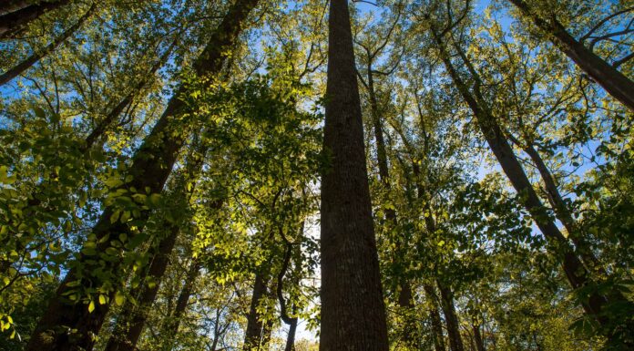 Scopri la foresta più grande della Georgia (e ciò che vive al suo interno)
