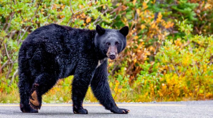 Scopri l'orso più grande mai catturato a Washington 
