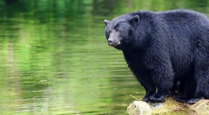 Scopri l'orso più grande mai catturato in Virginia
