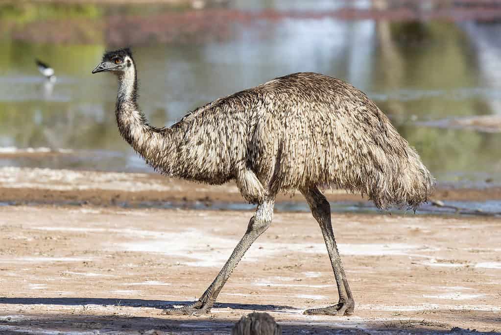 L'emù è un uccello incapace di volare australiano
