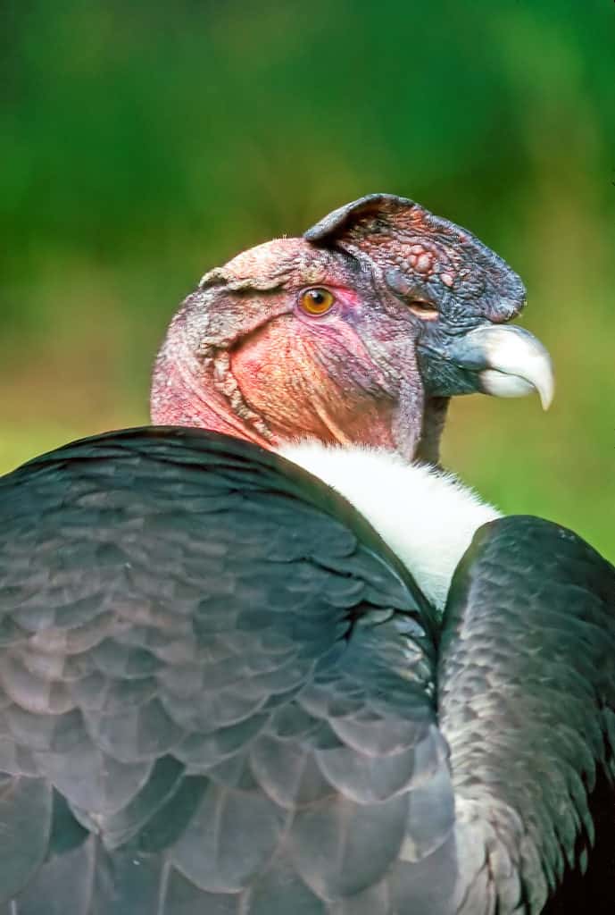 Primo piano di un condor andino