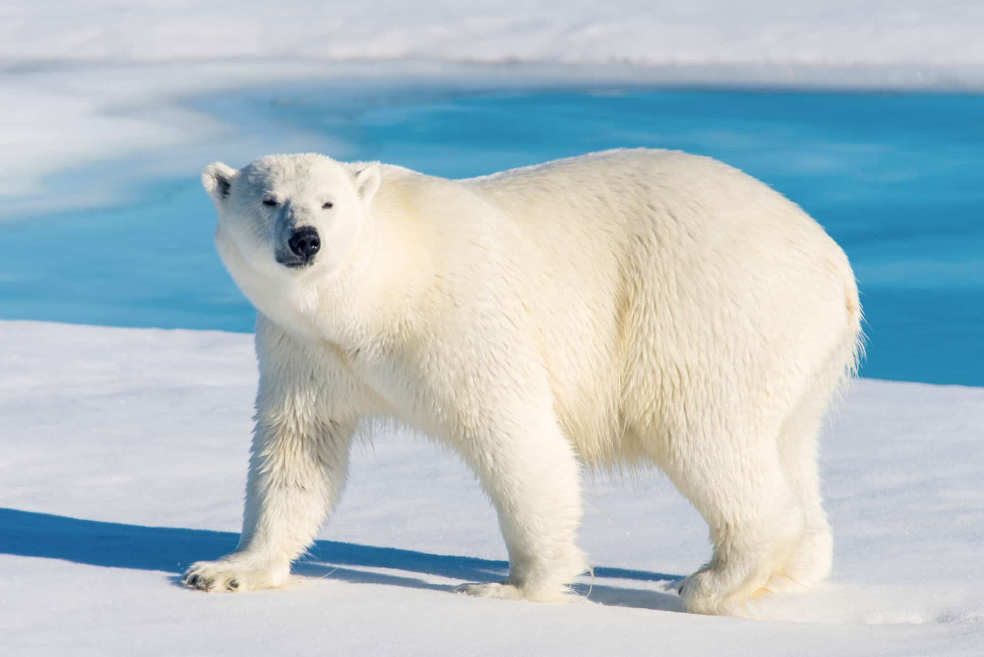 Un orso polare, l'orso bianco è al centro dell'inquadratura.  guardando verso la telecamera.  La testa dell'orso è nell'inquadratura a sinistra, è in piedi sul ghiaccio/neve, sullo sfondo è visibile l'acqua blu della piscina.