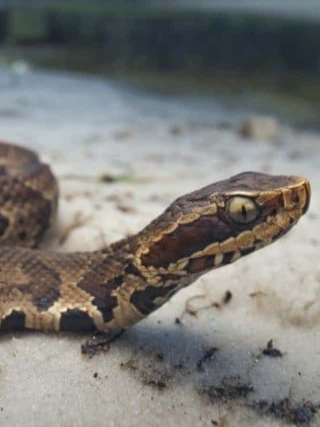 Mocassini d'acqua contro serpenti Cottonmouth Sono serpenti diversi Immagine di copertina