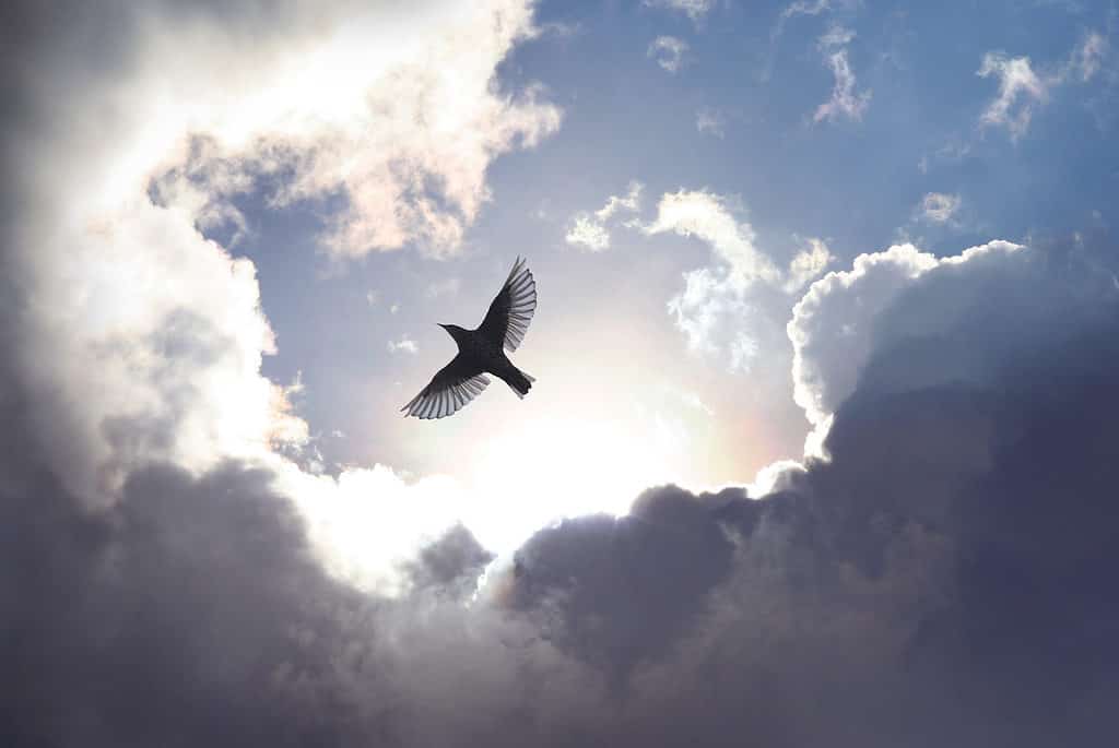 Un uccello che vola alto tra le nuvole