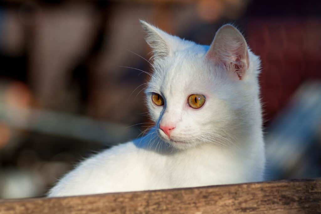 Ritratto della vista frontale del gatto russo bianco puro