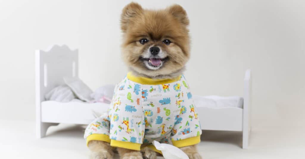 Pomerania in pigiama